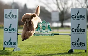 Crufts 2024 Images (BeatMedia) Prints: D-C-D-0-1-9-0 Crufts 2024 Poodle (Standard) Reuben