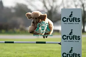 Crufts 2024 Images (BeatMedia) Prints: D-C-D-0-1-9-0 Crufts 2024 Poodle (Standard) Reuben