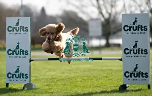 Crufts 2024 Images (BeatMedia) Prints: D-C-D-0-1-9-0 Crufts 2024 Poodle (Standard) Reuben