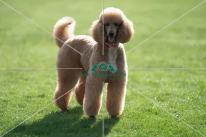 D-C-D-0-1-9-0 Crufts 2024 Reuben Poodle (Standard)