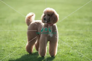 D-C-D-0-1-9-0 Crufts 2024 Reuben Poodle (Standard)