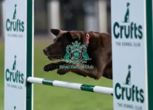 Crufts 2024 Images (BeatMedia) Prints: D-C-D-0-1-9-0 Crufts 2024 Saffi Retriever (Labrador)