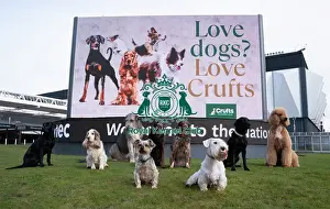 Sealyham Terrier Prints: D-C-D-0-1-9-0 Crufts 2024 Sealyham Terrier Irish Wolfhound