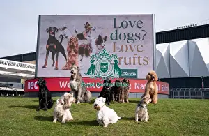 Sealyham Terrier Prints: D-C-D-0-1-9-0 Crufts 2024 Sealyham Terrier Irish Wolfhound
