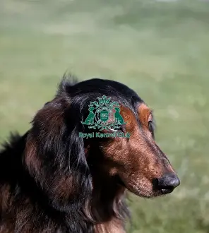 Hound Group Prints: Dachshund (Long Haired)
