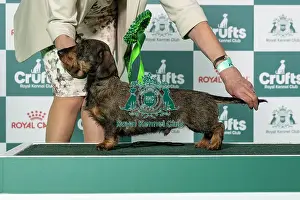 Dachshund (Min Wire-Haired) Best of Breed Crufts 2026