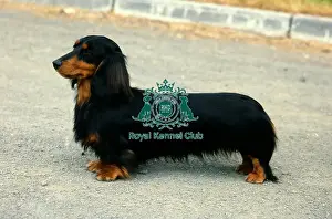 Dachshund (Miniature Long Haired)