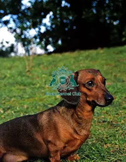 Dachshund-Miniature Smooth Haired