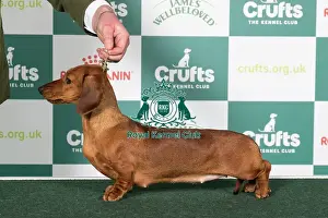 Dachshund (Miniature Smooth Haired) BOB