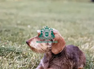 Hound Group Prints: Dachshund-Miniature Wire-Haired