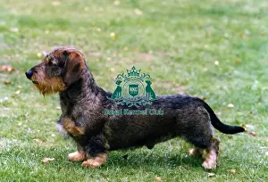 Dachshund-Miniature Wire-Haired