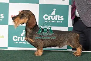 Crufts 2025 Best Of Breed Prints: Dachshund (Miniature Wire Haired) BOB