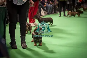 Hound Group Prints: Dachshund (Miniature wire-haired) being shown in Ring 16