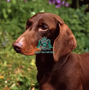 Head Prints: Dachshund (Smooth Haired)