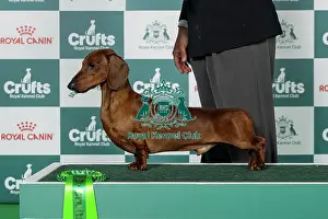 Hound Group Prints: Dachshund (Smooth-Haired) Best of Breed Crufts 2026