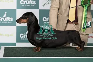 Crufts 2025 Best Of Breed Prints: Dachshund (Smooth Haired) BOB
