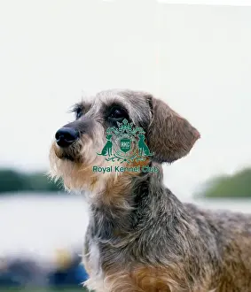 Hound Group Prints: Dachshund- Wire-Haired