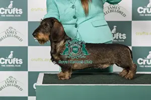Crufts 2025 Best Of Breed Prints: Dachshund (Wire Haired)