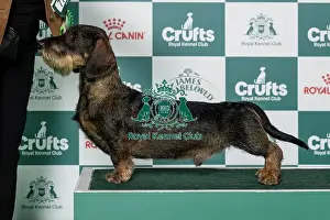 Hound Group Prints: Dachshund (Wire-Haired) Best of Breed Crufts 2026 Covellyn's Cecil at Silvae (Imp Che) (Mr D C & Mrs K D McCalmont)