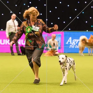 Dalmatian Best of Breed 2017