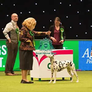 Crufts 2017 Prints: Dalmatian Best of Breed 2017