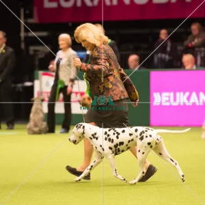 Dalmatian Best of Breed 2017