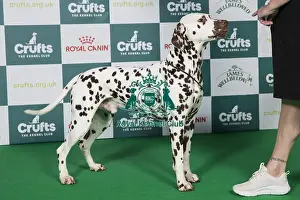 Crufts 2025 Best Of Breed Prints: Dalmatian BOB