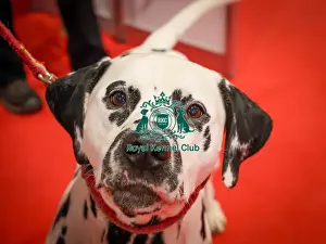 Thursday Prints: Dalmatian Discover Dogs