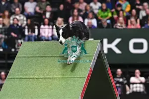Dalton Meredith & Eclipse (AG CH Fandabidozi Eclipse Of Dust)