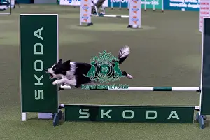 Medium Championship Agility Final Prints: Dalton Meredith with Munchy, Competing in the Medium Championship Agility Final