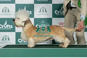 Dandie Dinmont Terrier Prints: Dandie Dinmont Terrier Best of Breed Crufts 2026