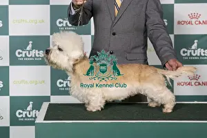 Dandie Dinmont Terrier Prints: Dandie Dinmont Terrier BOB