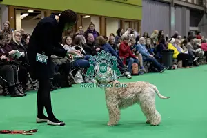 Soft Coated Wheaten Terrier Prints: Dannebriel Me & my Girl, a Soft Coated Wheaten Terrier