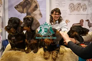 Dachshund Miniature Wire Haired Prints: DauchsDachshund (Miniature Wire Haired) at Discover Dogs