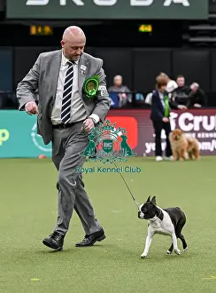 Boston Terrier Prints: Dave Bennett from Liverpool with Ted