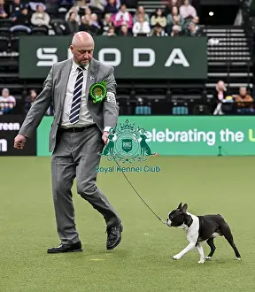 Boston Terrier Prints: Dave Bennett from Liverpool with Ted