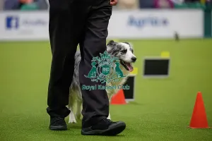 Crufts 2026 Rally Prints: David Moxton, with Boo-Boo, during the Inter-Regional Rally Team Competition