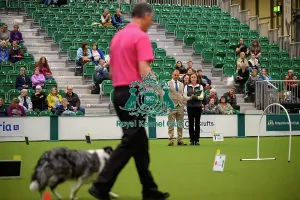 Crufts 2026 Rally Prints: David Moxton, with Boo-Boo, during the Inter-Regional Rally Team Competition