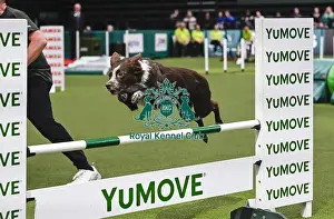 Agility Championships Prints: David Munnings & Legacy (Agility Champion Comebyanaway Wot A Legacy)
