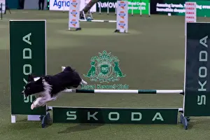 Medium Championship Agility Final Prints: Dawn Weaver with Vegas, Competing in the Medium Championship Agility Final