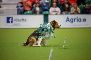 Crufts 2026 Rally Prints: Debie Martin with Ross, during the Inter-Regional Rally Team Competition