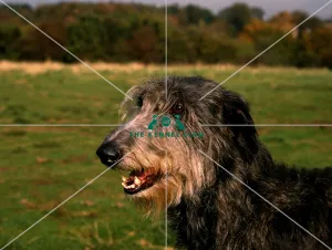 Deerhound