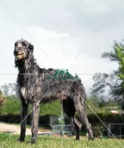 Deerhound