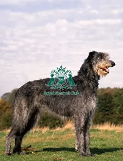 Hound Group Prints: Deerhound