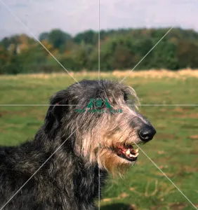Deerhound