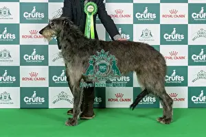 Deerhound Prints: Deerhound Best of Breed Crufts 2026