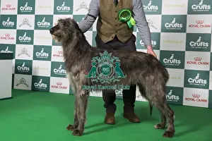 Deerhound Prints: Deerhound BOB