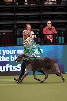 Dena Abbott and Nicola Bailey from Leicestershire with Pearl, a Deerhound, which was the Best of Breed winner today (Saturday 11. 03. 23), the third day of Crufts 2023, at the NEC Birmingham