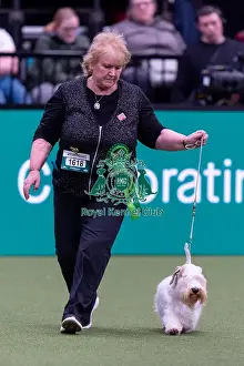 Sealyham Terrier Prints: Denise Bettis, from Bewdly, with Flanna
