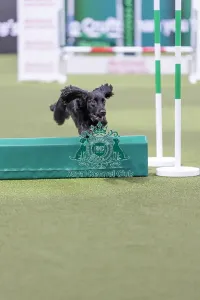 Cocker Spaniel Prints: Devongem Miss Independent with Lauren Langman